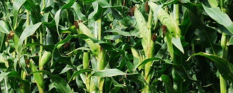 A380玉米品种的特性，选择中等以上肥力地块