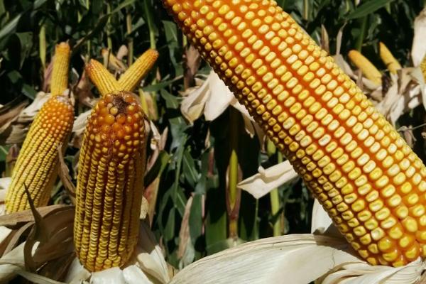 金糯158玉米种子特点，在适应区5月5日左右播种