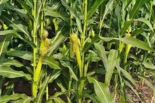 保收8801玉米品种的特性,在适应区5月10日左右播种