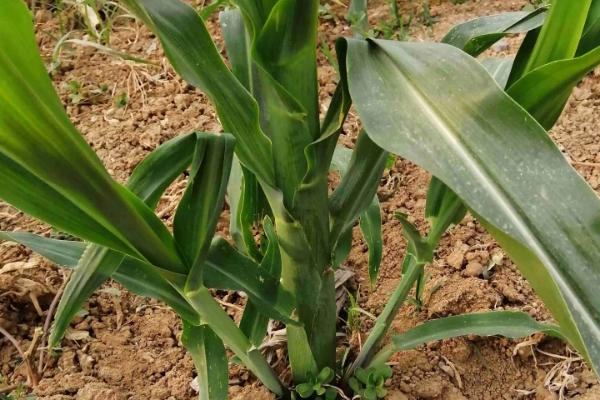 金糯158玉米种子特点，在适应区5月5日左右播种