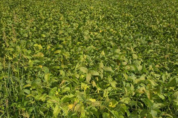 龙垦3679大豆品种简介，选择中等以上肥力地块