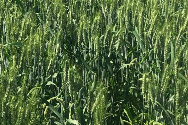 龙麦7740小麦品种的特性，选择中等肥力以上地块种植