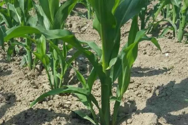 Z8686玉米品种简介，种植密度不宜过大