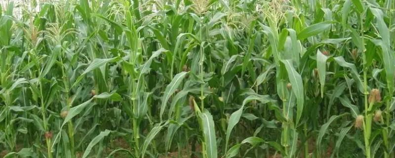 合玉44玉米种子介绍,该品种幼苗期第一叶鞘紫色