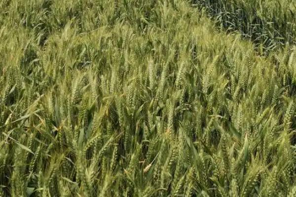 东农128小麦种子特征特性，该品种幼苗半直立