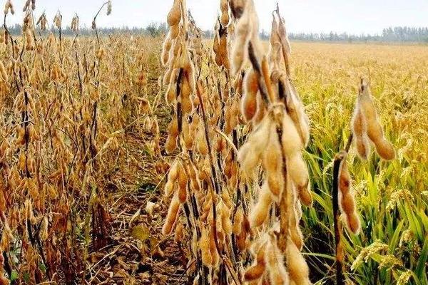 黑农535大豆种子简介,该品种为亚有限结荚习性