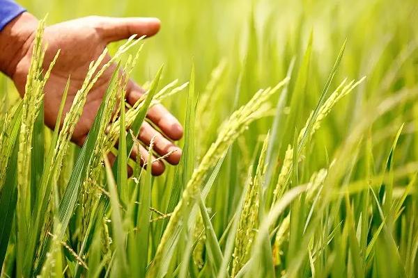 东富242水稻种子特征特性,普通粳稻品种