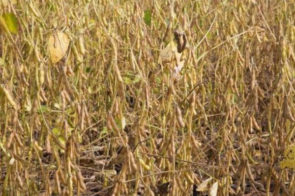 中龙豆167大豆品种简介,该品种为亚有限结荚习性