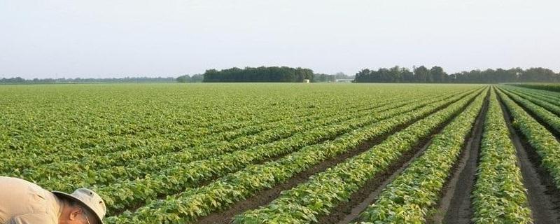 黑农535大豆种子简介，该品种为亚有限结荚习性