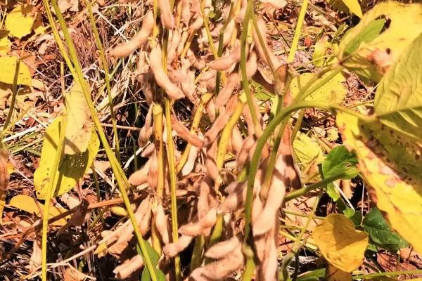 黑科66号大豆品种简介，生育期间喷施叶面肥1～2次