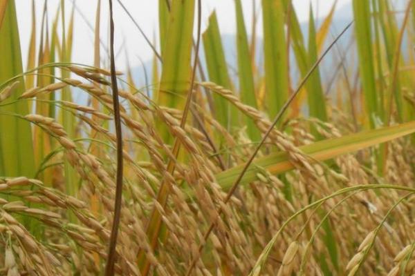 绥粳稻19水稻种子特点，该品种主茎12片叶