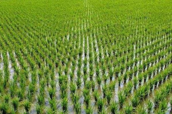 莲汇2077水稻品种的特性,该品种主茎11片叶
