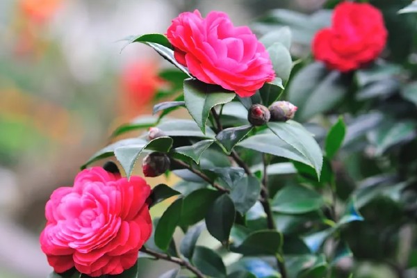 为什么重庆市花是山茶花，因为当地种植山茶花的历史久远