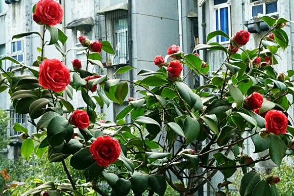 为什么重庆市花是山茶花，因为当地种植山茶花的历史久远