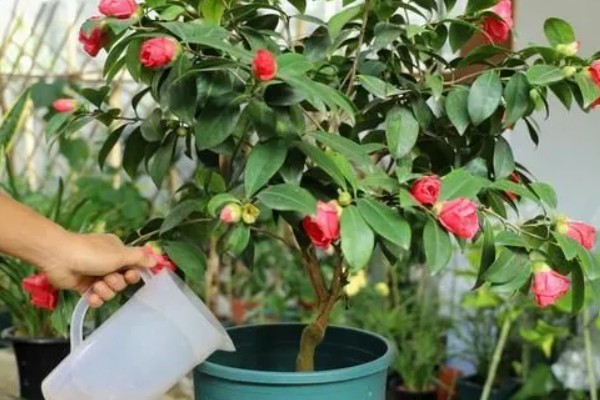 为什么重庆市花是山茶花，因为当地种植山茶花的历史久远