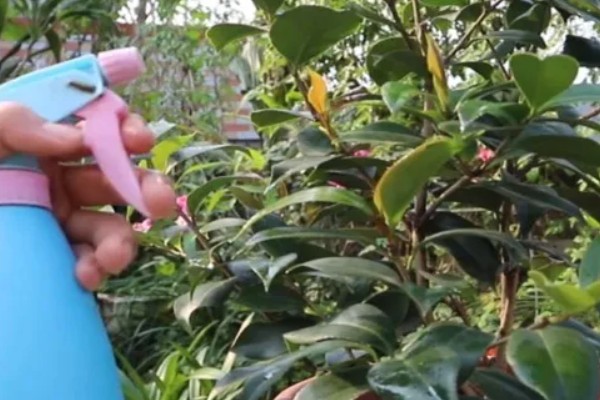 为什么重庆市花是山茶花，因为当地种植山茶花的历史久远