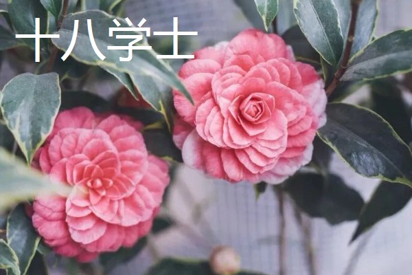 为什么重庆市花是山茶花，因为当地种植山茶花的历史久远