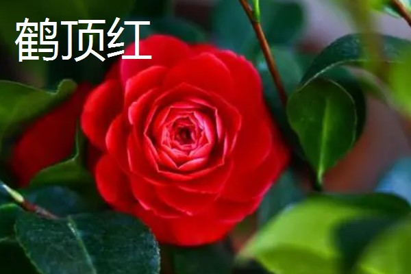 为什么重庆市花是山茶花，因为当地种植山茶花的历史久远
