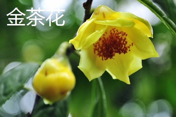 为什么重庆市花是山茶花，因为当地种植山茶花的历史久远