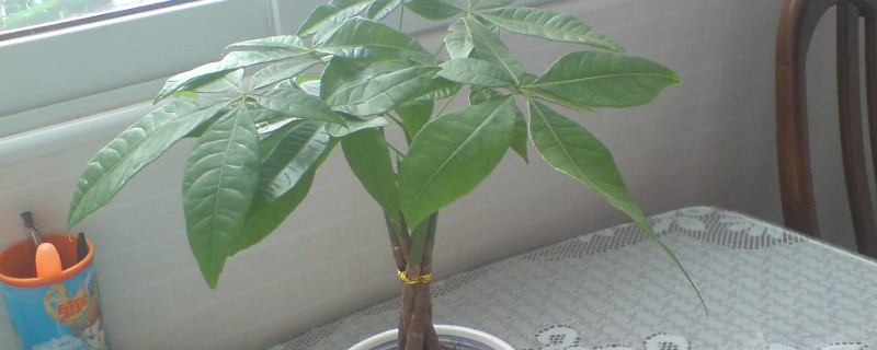 发财树冬天叶子耷拉了的原因,可能是环境过冷或过于干燥所致