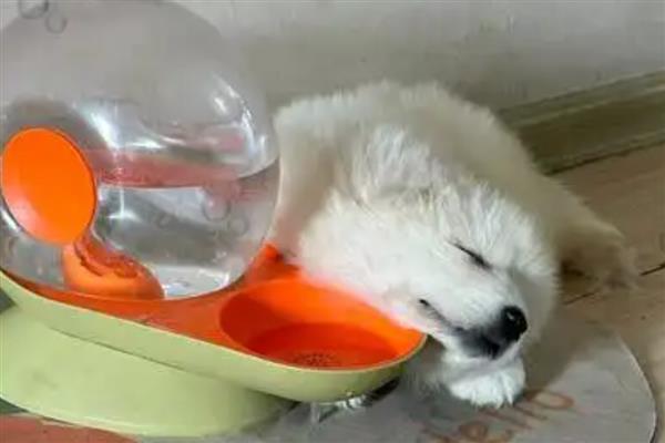 帮萨摩耶消除泪痕的方法，确保饮食清淡可减少泪痕的出现