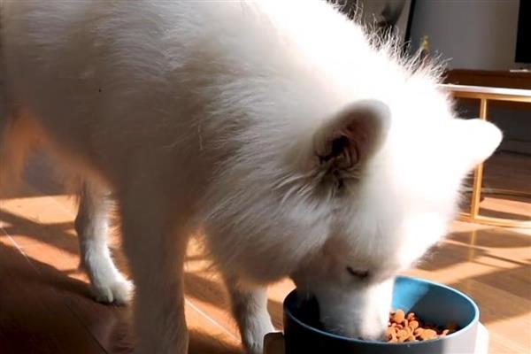 帮萨摩耶消除泪痕的方法，确保饮食清淡可减少泪痕的出现