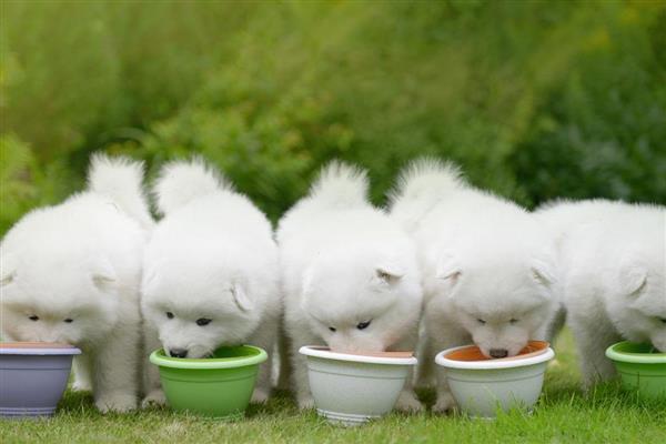 帮萨摩耶消除泪痕的方法，确保饮食清淡可减少泪痕的出现