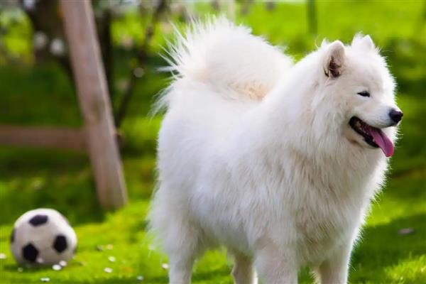 帮萨摩耶消除泪痕的方法，确保饮食清淡可减少泪痕的出现