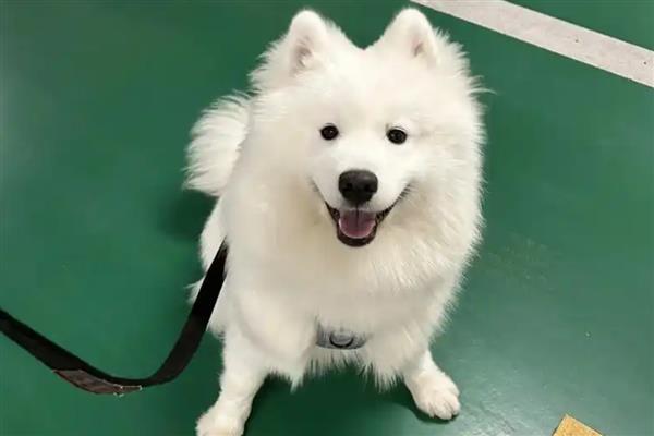 帮萨摩耶消除泪痕的方法，确保饮食清淡可减少泪痕的出现