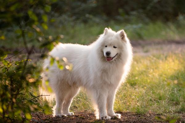 帮萨摩耶消除泪痕的方法，确保饮食清淡可减少泪痕的出现