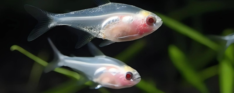 刚出生小鱼要喂食吗,一般不用喂食