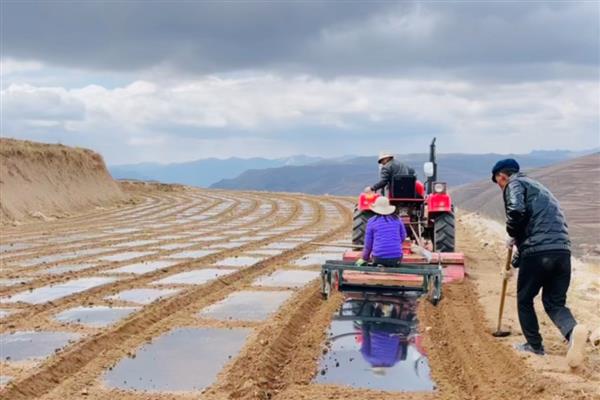 蚕豆地膜覆盖栽培技术，三月下旬至四月中旬及时抢墒播种