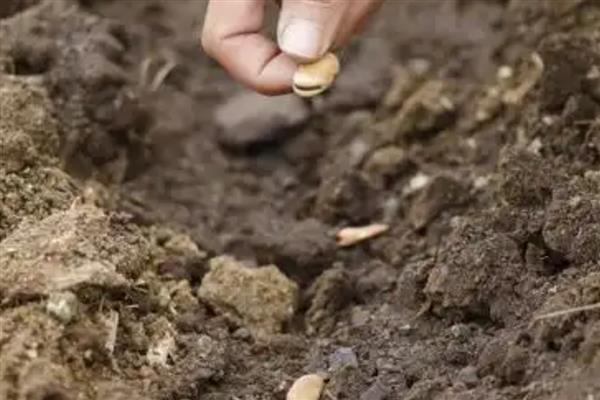 蚕豆地膜覆盖栽培技术，三月下旬至四月中旬及时抢墒播种