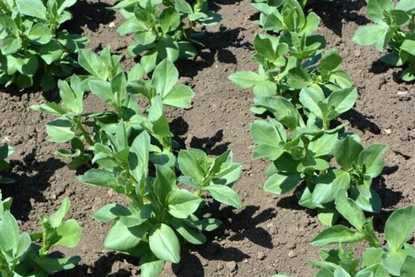 蚕豆地膜覆盖栽培技术，三月下旬至四月中旬及时抢墒播种