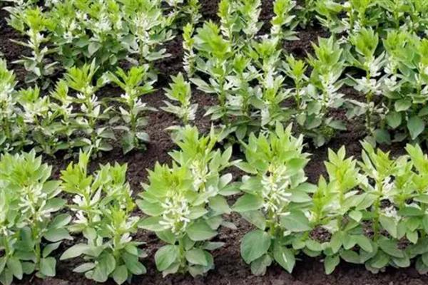 蚕豆地膜覆盖栽培技术，三月下旬至四月中旬及时抢墒播种