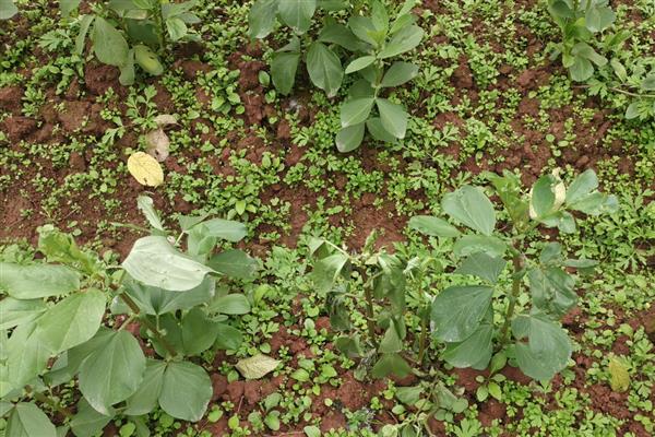 蚕豆地膜覆盖栽培技术，三月下旬至四月中旬及时抢墒播种