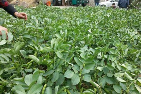 蚕豆地膜覆盖栽培技术，三月下旬至四月中旬及时抢墒播种