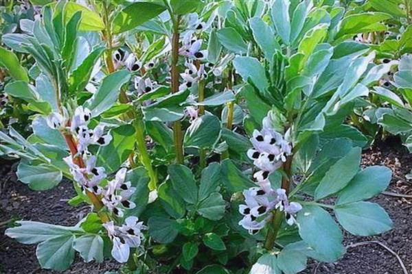 蚕豆地膜覆盖栽培技术，三月下旬至四月中旬及时抢墒播种