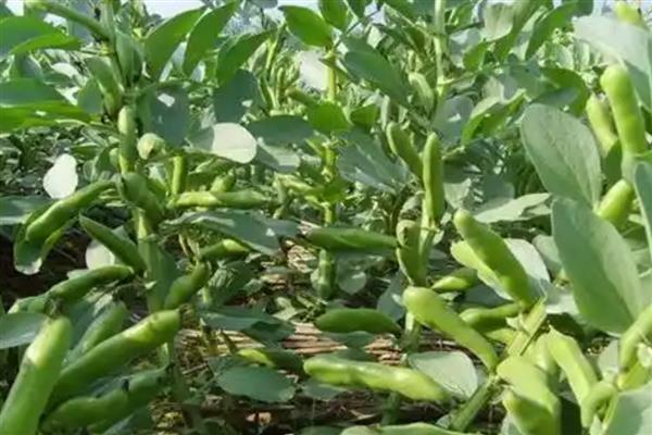 蚕豆地膜覆盖栽培技术，三月下旬至四月中旬及时抢墒播种