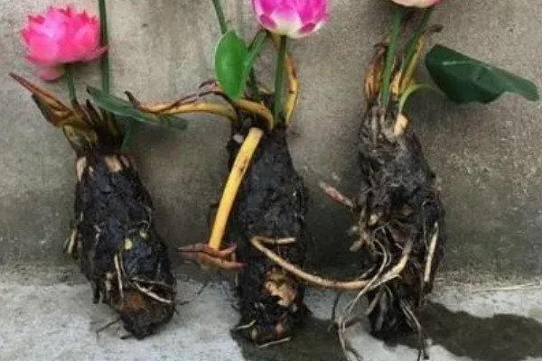 荷花叶缘干枯的原因，可能是施肥不当、缺少水分等因素造成
