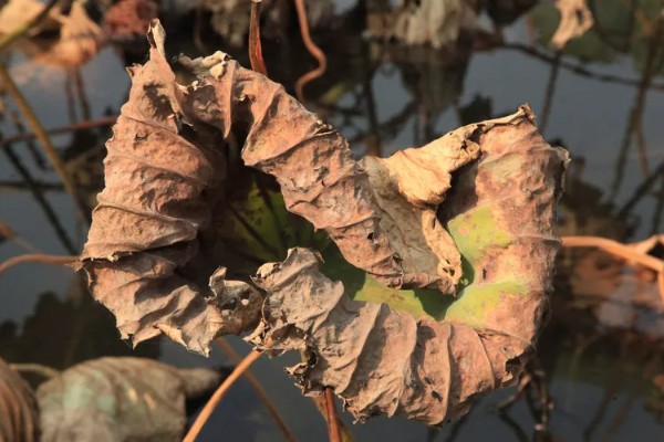 荷花叶缘干枯的原因，可能是施肥不当、缺少水分等因素造成