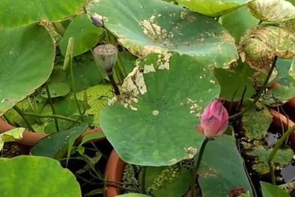 荷花叶缘干枯的原因，可能是施肥不当、缺少水分等因素造成