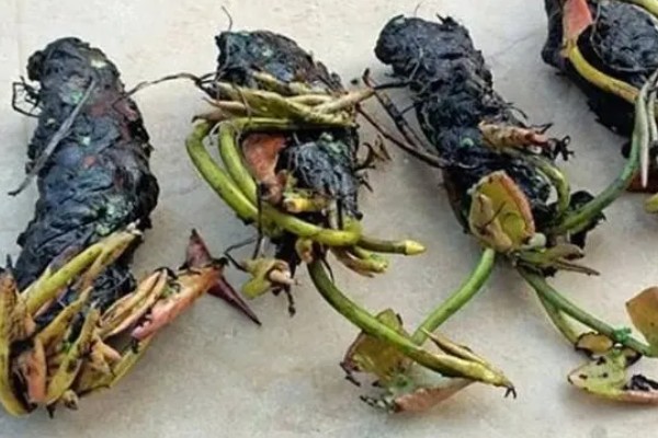 荷花叶缘干枯的原因，可能是施肥不当、缺少水分等因素造成