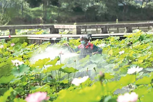 荷花叶缘干枯的原因，可能是施肥不当、缺少水分等因素造成