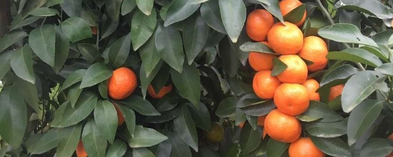 沙糖桔果实偏小的原因及补救措施，可能是养分不足所致