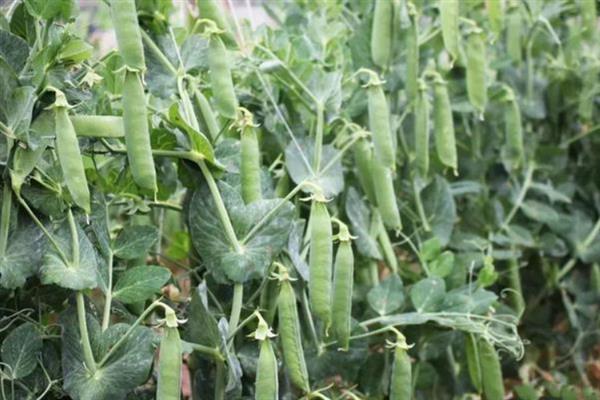 豌豆的种植技术，可在春季的时候播种