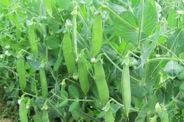豌豆的种植技术，可在春季的时候播种