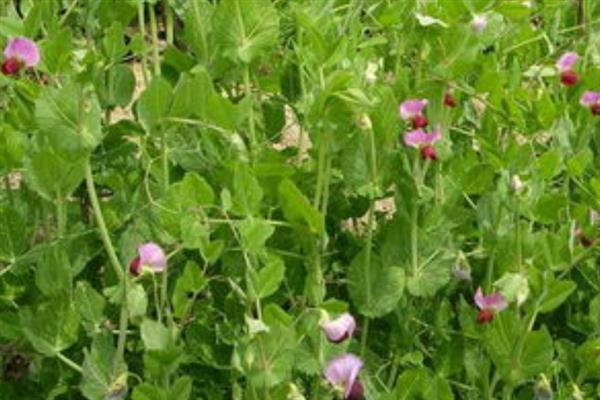 豌豆的种植技术，可在春季的时候播种