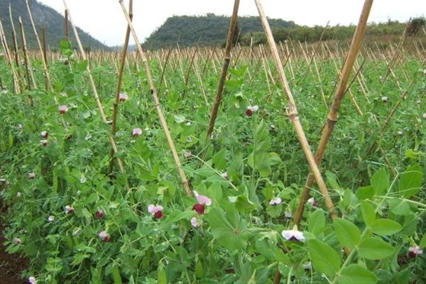 豌豆的种植技术，可在春季的时候播种