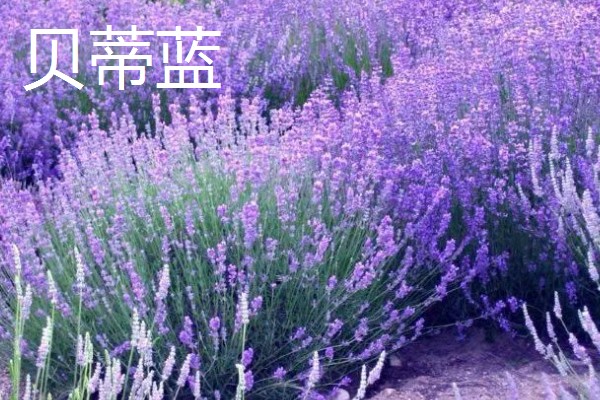 薰衣草有什么品种，贝蒂蓝、格拉芙、希德寇特等10个品种很常见